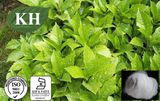 Eucommia Leaf Extract Aucubin 98% Min. by HPLC