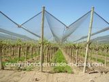 Agriculture Anti-Bee Net in    Agriculture Farms