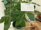 Resistant High Temperature Ultra Clear View Anti-Reflective Glass for Frame (AR-TP)