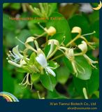 Honeysuckle Flowers Extract Powder Chlorogenic Acid