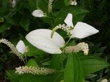 100% Natural Saururus Chinensis Extract