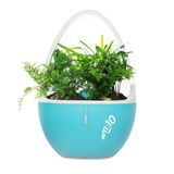 Six Colors Aroma Freshener with Plasma and Plant Nutrient Medium, Pafcal Brick