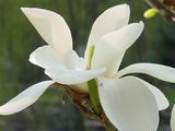 Natural Kaempferol 98% CAS No: 520-18-3
