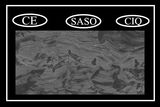 Top Quality 24X48' Full Body Stone Tiles (PD1621302P)