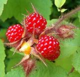 Slimming Product 100% Natural Red Raspberry Leaf Extract Raspberry Ketones 99%